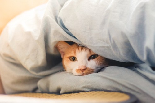 夏用ベッドの布団の中から顔を出す猫