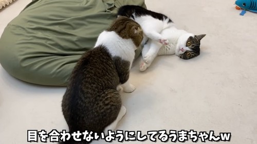 寝転がる猫と座る猫