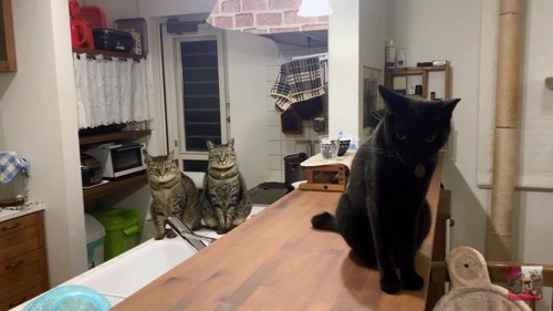 キッチンにいる3匹
