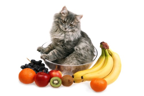 さまざまな果物と猫