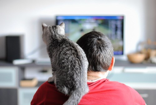人の肩の乗ってテレビを見る猫の後ろ姿