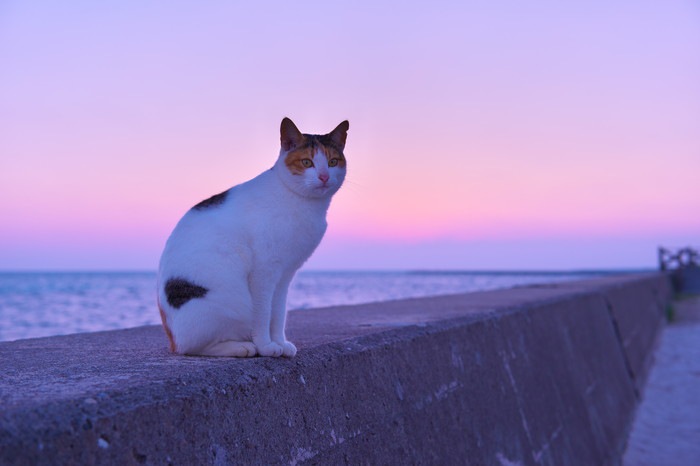 夕暮れの海と猫