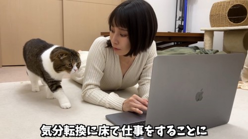 パソコンに近づく猫