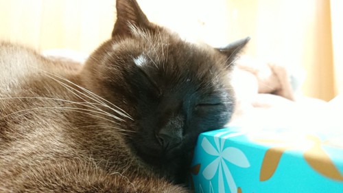 ティッシュに顔を乗せて寝ている猫