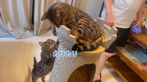 タワーに乗る猫と爪とぎをする猫