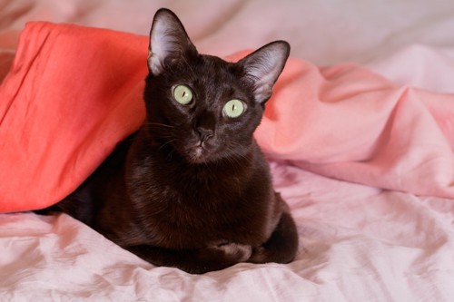 ベッドにいる黒猫