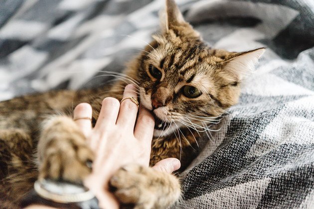 寝起きにベッドで手を噛む猫