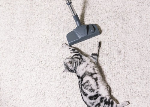 掃除機の横で横たわる猫