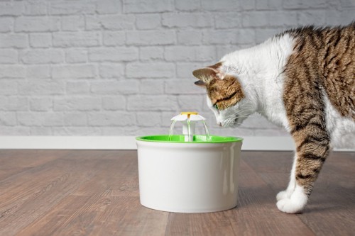 自動給水器を見る猫