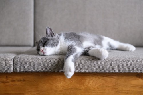 ソファーの上で寝転がる猫