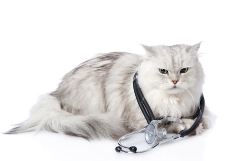 ペルシャ猫と聴診器