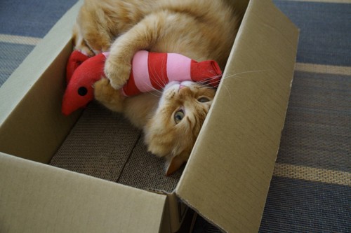箱の中で蹴りぐるみを抱えている猫