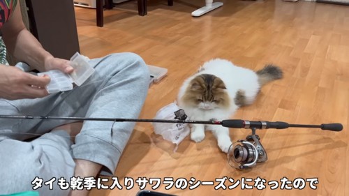 釣り竿を触ろうとする猫