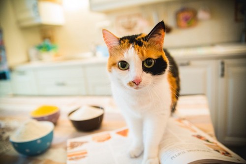 キッチンカウンターの上の猫