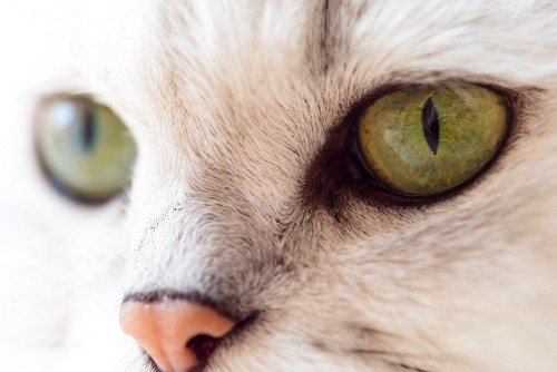 黄色の猫の目