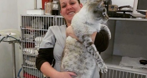 診察室で獣医さんに抱っこされるキジトラ猫