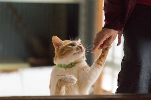 人の手にタッチする猫