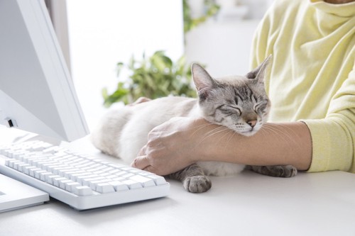 パソコン中の腕に頭を乗せる猫