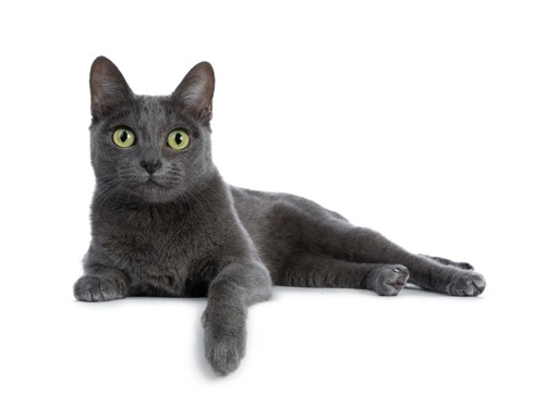 Silver tipped blue adult Korat cat laying down side ways with one paw hanging over edge and looking straight at camera with green eyes, isolated on white