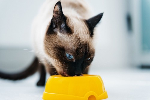 黄色の食器でごはんをたべる猫