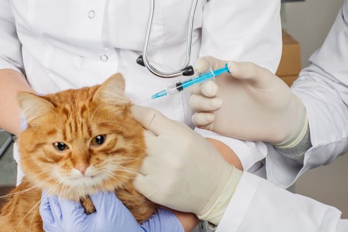 病院でワクチン接種をされる猫