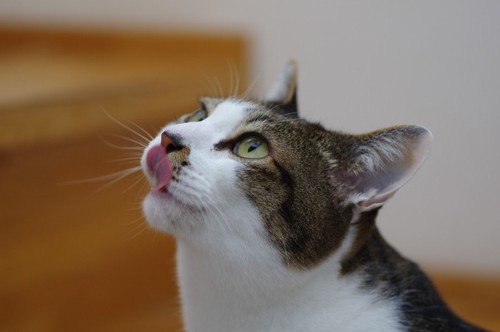 舌をぺろっと出した猫