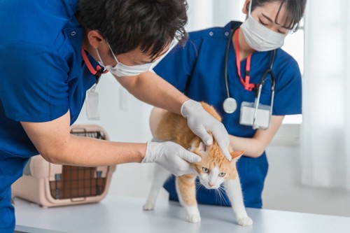 診察台にいる猫と医師と看護師