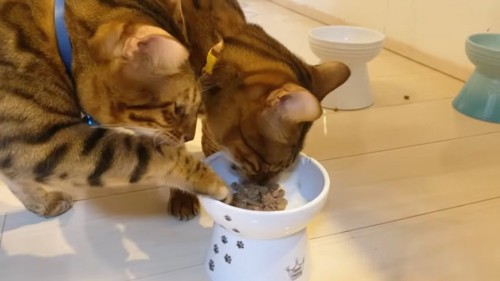 お皿に手をかける猫