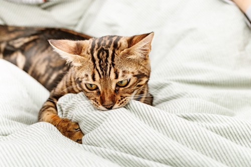 毛布を咥える猫