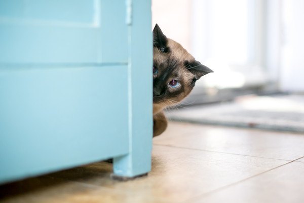 棚から見つめる猫