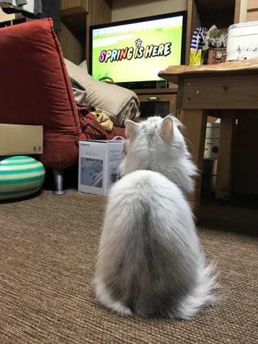 テレビを観る猫