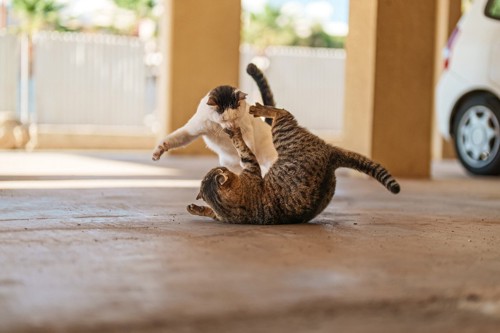 外で喧嘩をする二匹の猫