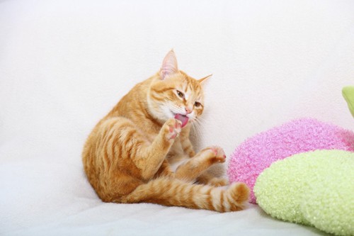 自分の足を舐める猫