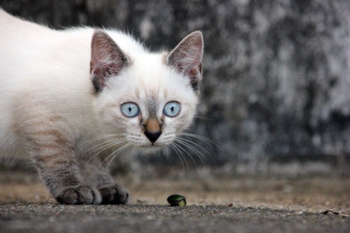 虫を見る青い目の子猫