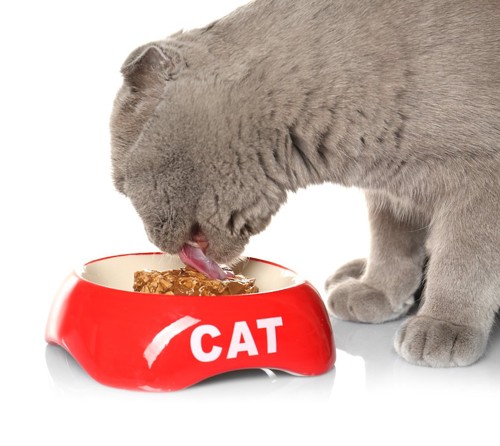 ペースト状のご飯を食べる猫