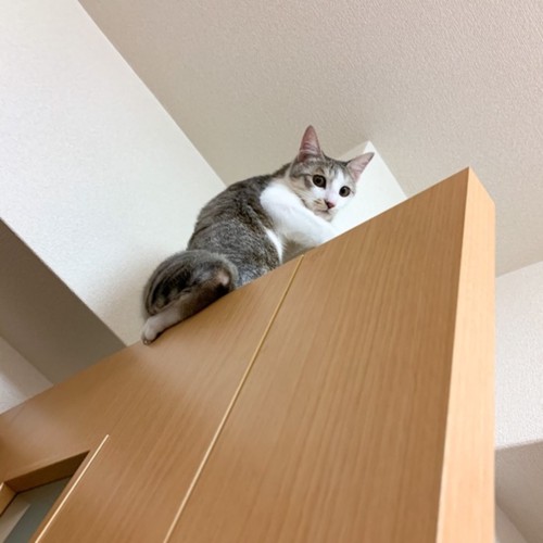 扉の上に乗る猫