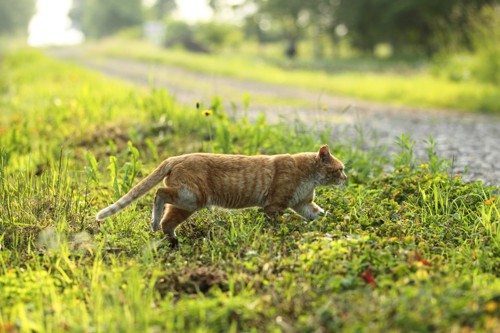 草原の猫