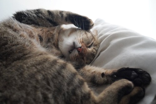 眠るキジトラ猫