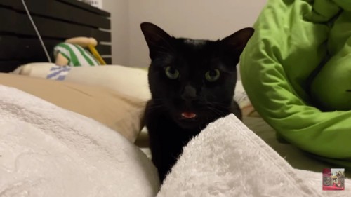 ベッドの上で訴える黒猫