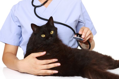 黒猫に聴診器を当てる獣医師