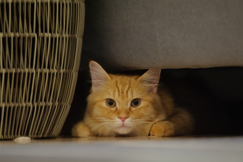 ソファの下に隠れている猫
