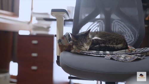 椅子の上で目を閉じる猫