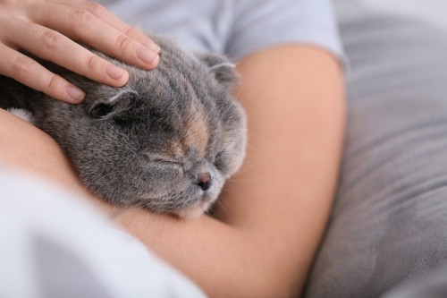 腕の中ですやすや眠る猫