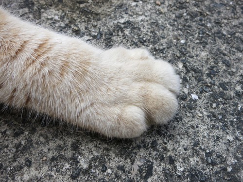 クリーム色をした猫の手