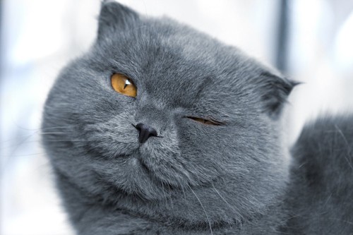 ウインクするグレーの猫の顔アップ