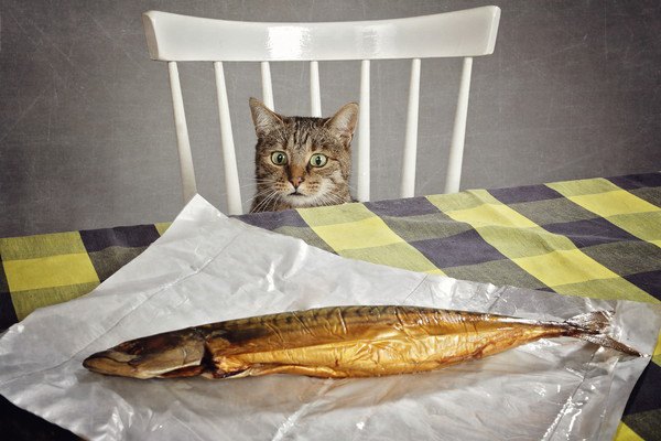 焼き魚をじっとみる猫