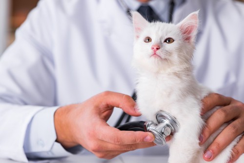 ワクチンの検査中の猫