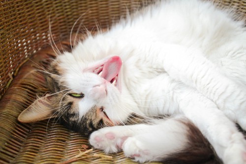 大きなあくびをする猫