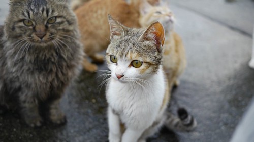 ご飯をねだるたくさんの青島の野良猫