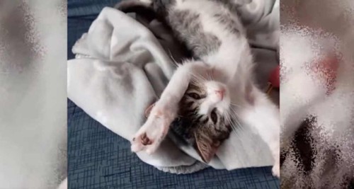 白い毛布の上で伸びをする子猫